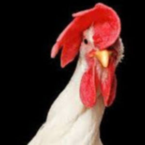 Meet your Posher, Fillmore111